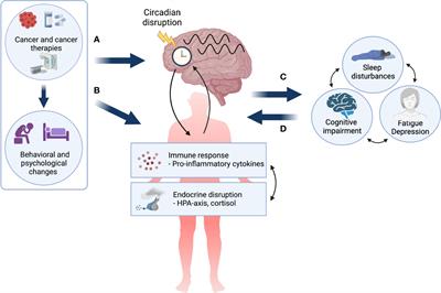 Circadian disruption and cancer- and treatment-related symptoms